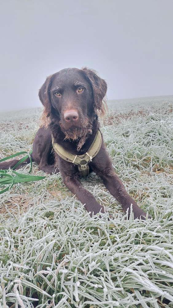 Hundetreffen-Social Walk/Hundebegegnungen üben-Profilbild