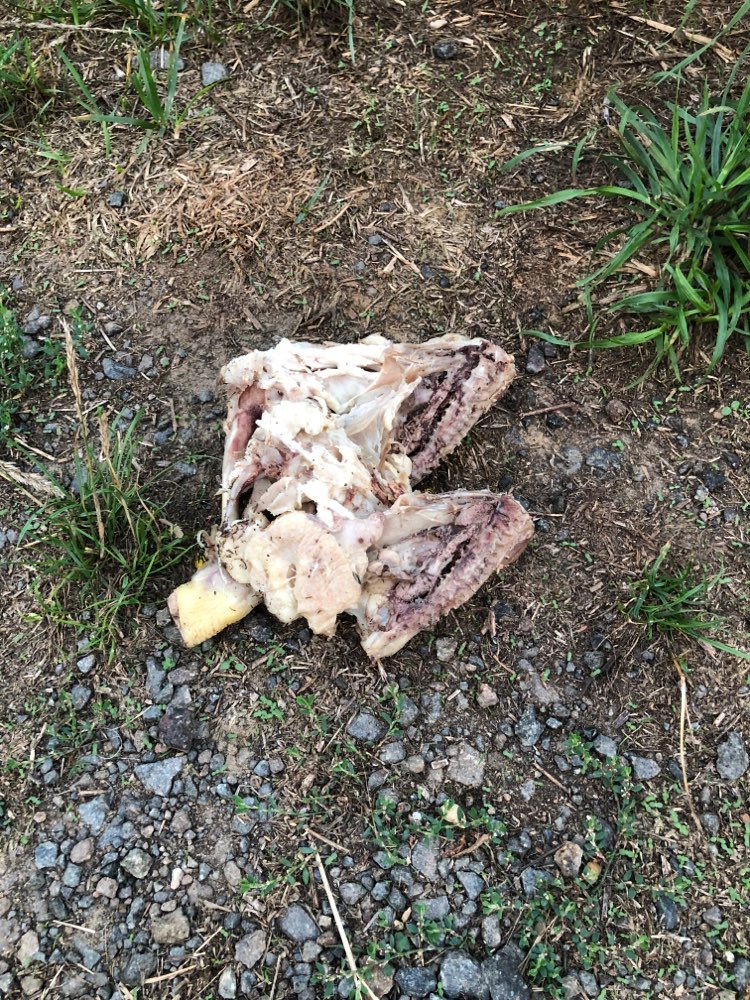 Giftköder-Knochen-Profilbild