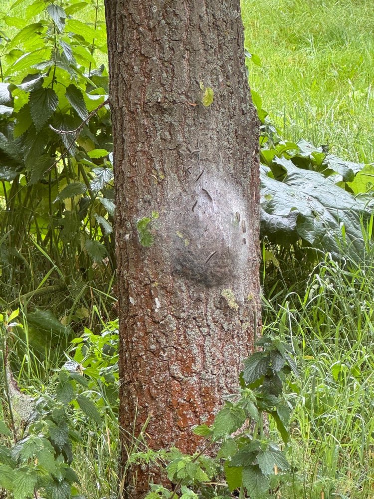 Giftköder-Eichenprozessionsspinner-Profilbild