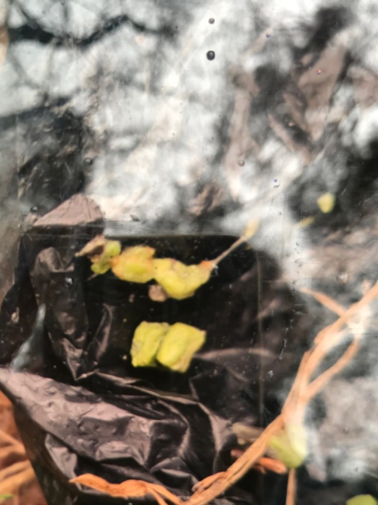 Giftköder-Giftköder-Profilbild