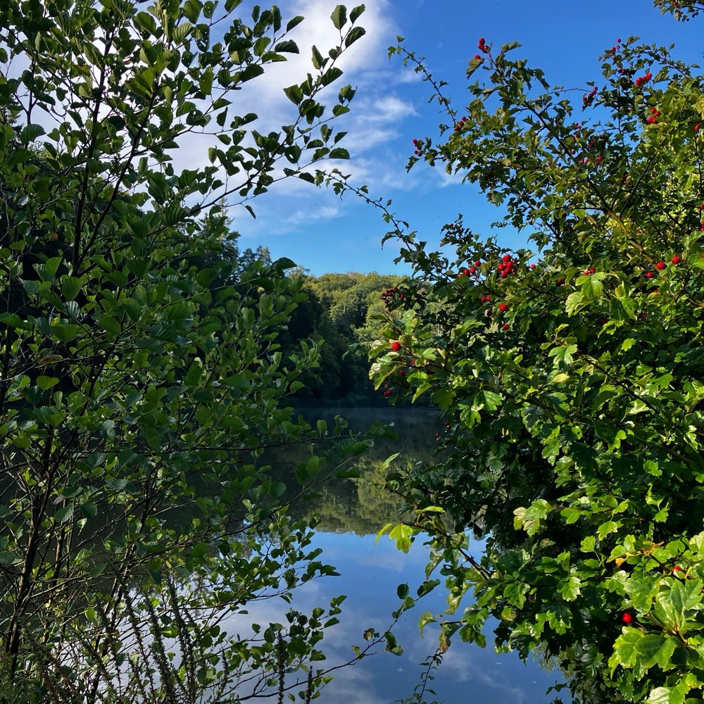 Hundetreffen-Gemeinsam spazieren in Bad Schwalbach-Profilbild