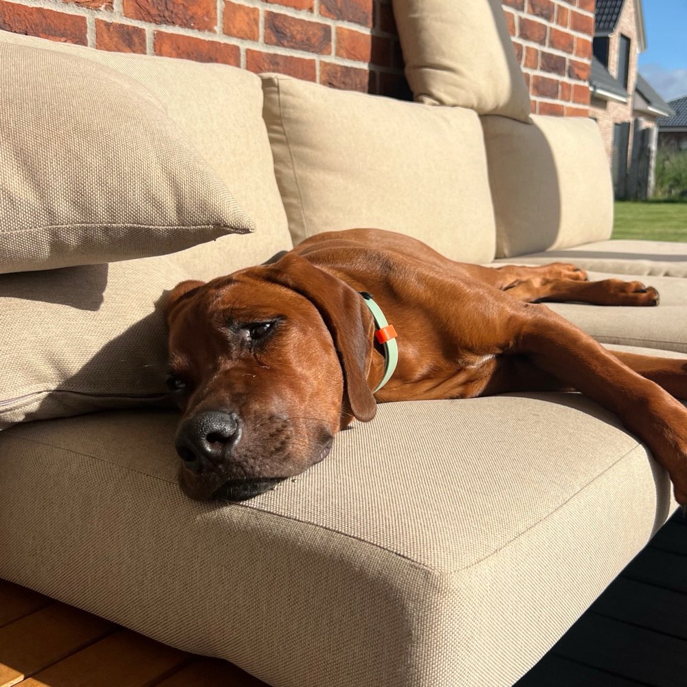 Hundetreffen-Gemeinsamer Spaziergang und/oder Toberunde-Profilbild