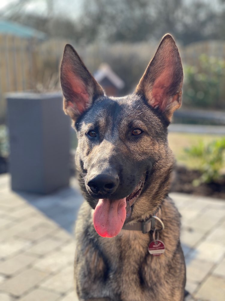 Hundetreffen-Spieltreffen-Profilbild