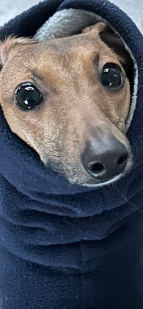 Hundetreffen-Italienisches Windspiel suchtWindspielfreunde zum Sausen Nähe Mönchengladbach oder Straelen-Profilbild