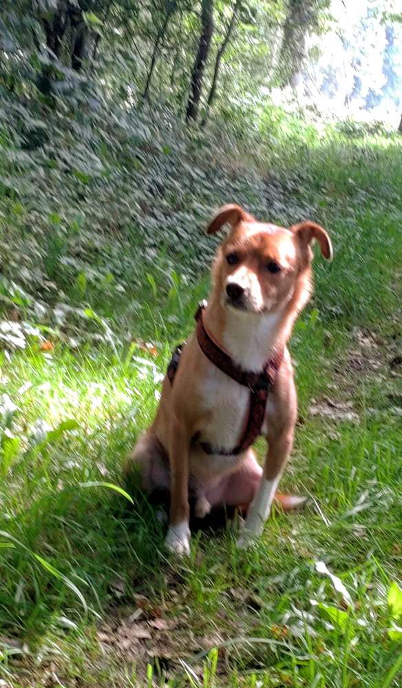 Hundetreffen-Kumpel für Gassi-und Spielerunden gesucht-Profilbild