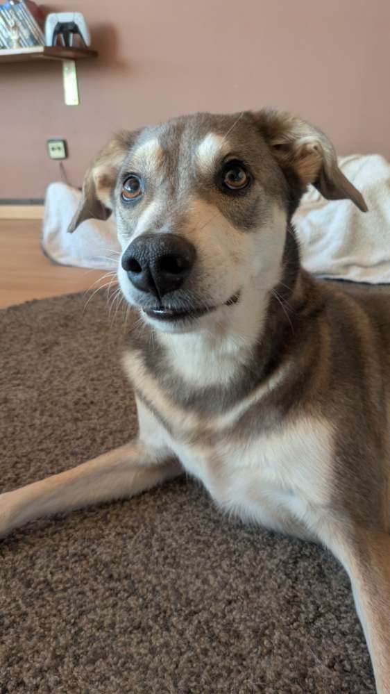 Hundetreffen-Hundebegegnungen meistern / neue Hundefreunde finden-Profilbild