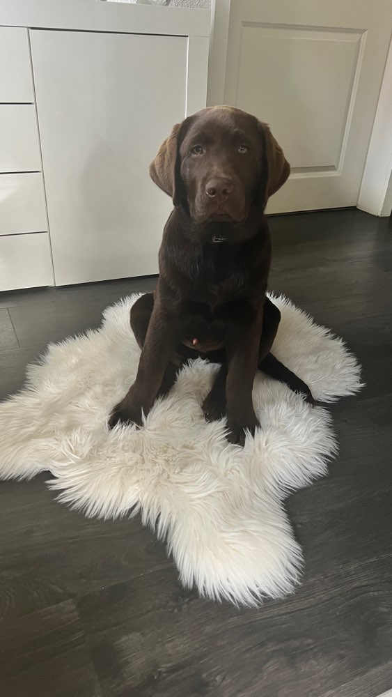 Hundetreffen-Junghundtreffen in Jade und Umgebung-Profilbild