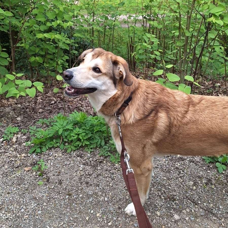 Hundetreffen-Gassi gehen und spielen-Profilbild