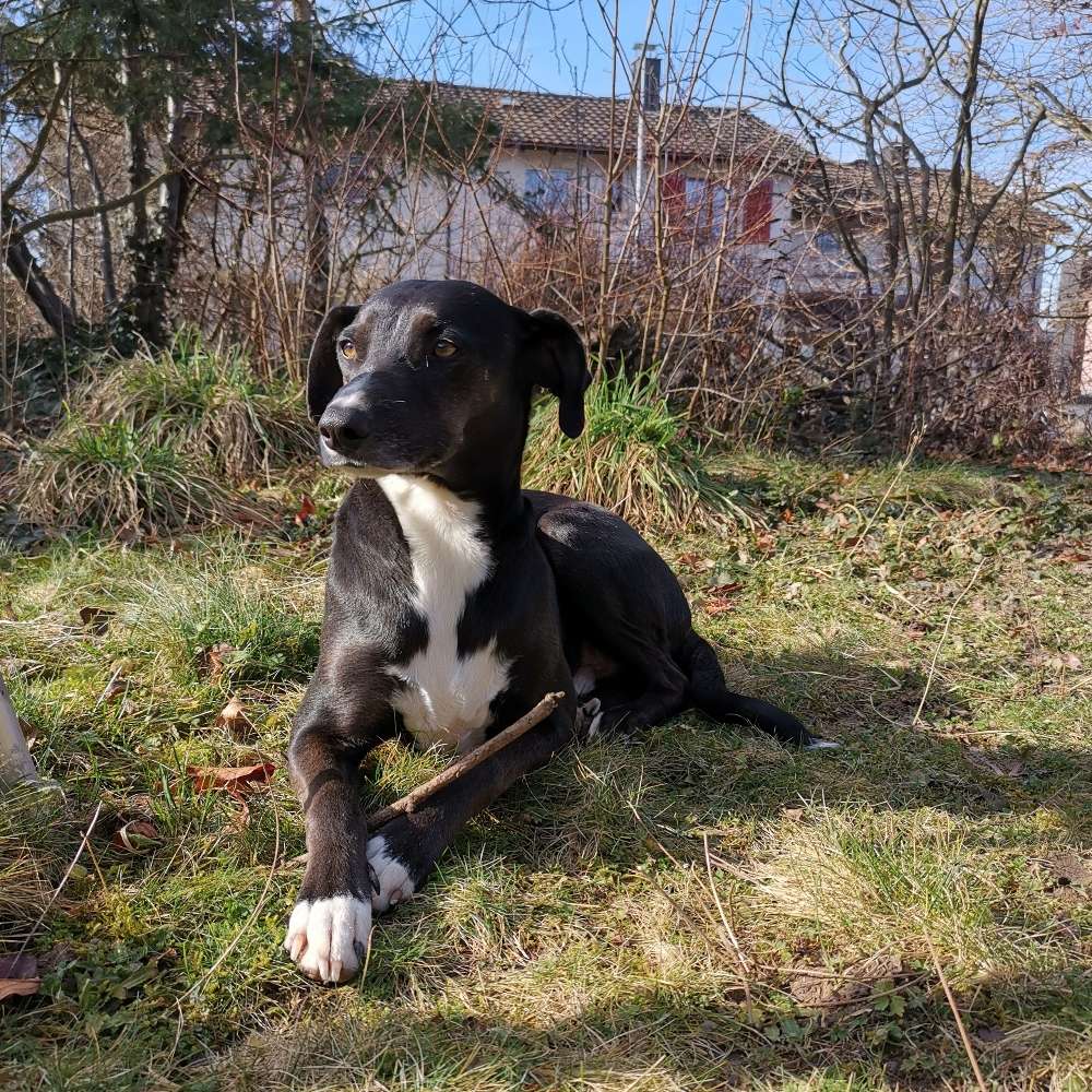 Hundetreffen-Spieltreffen im Garten😊-Profilbild