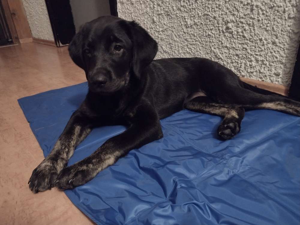 Hundetreffen-Spielstunde (Welpen/Junghunde) in Moosburg und Umgebung gesucht-Profilbild