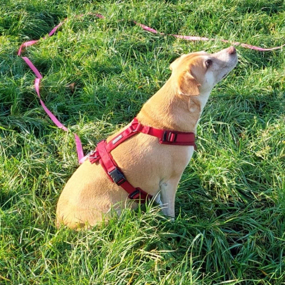 Hundetreffen-Spaziergänge und Sozialkompetenztraining-Profilbild