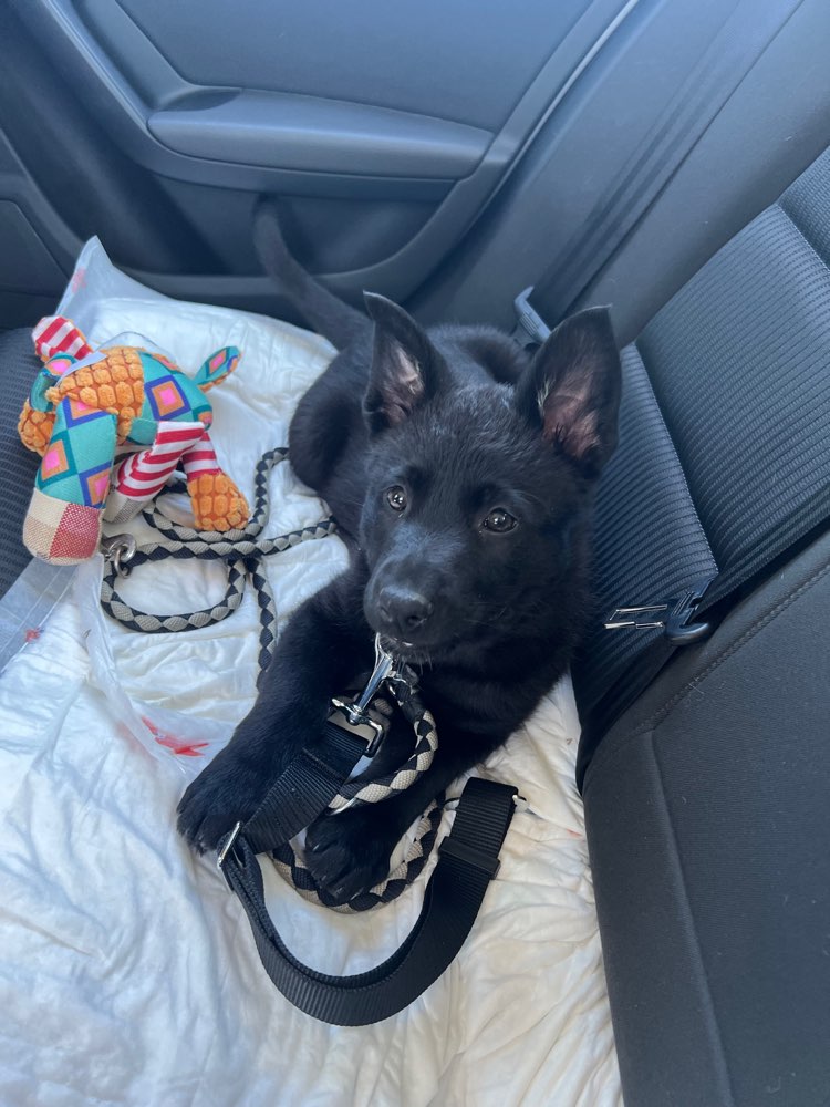 Hundetreffen-DSH Welpe sucht soziale Kontakte-Profilbild