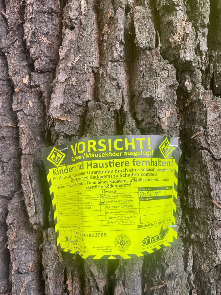 Giftköder-Rattengiftköder ausgelegt-Profilbild