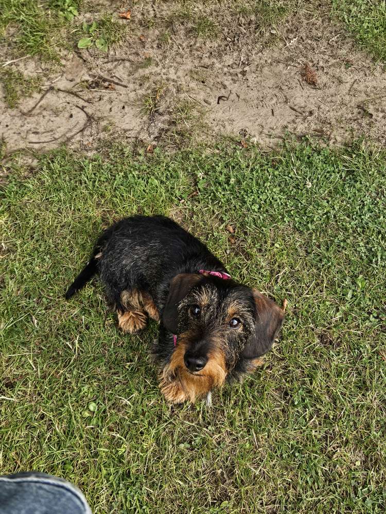 Hundetreffen-Spielkameraden gesucht.-Profilbild