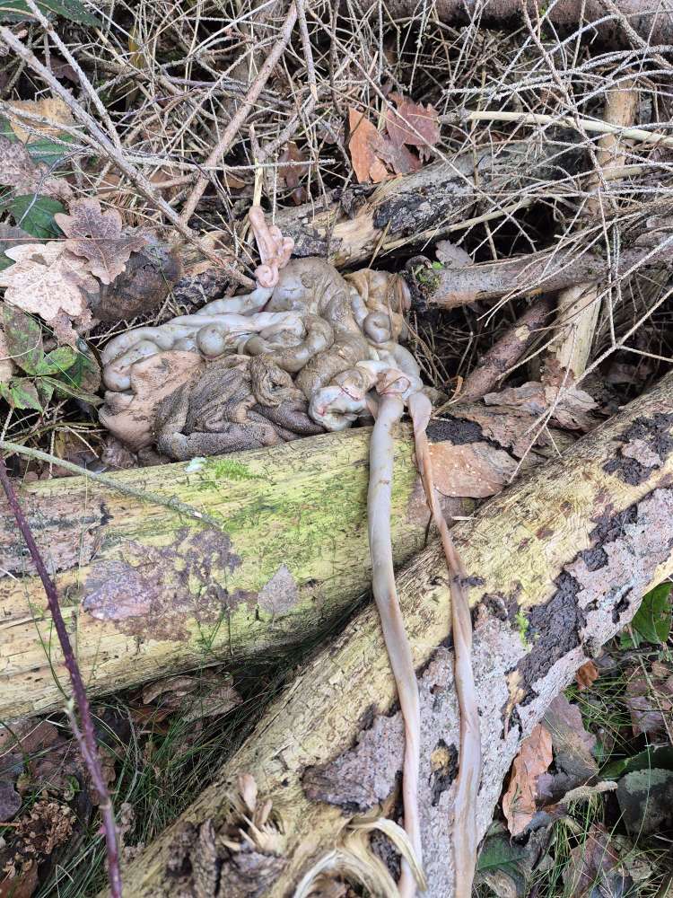 Giftköder-Innereien-Profilbild