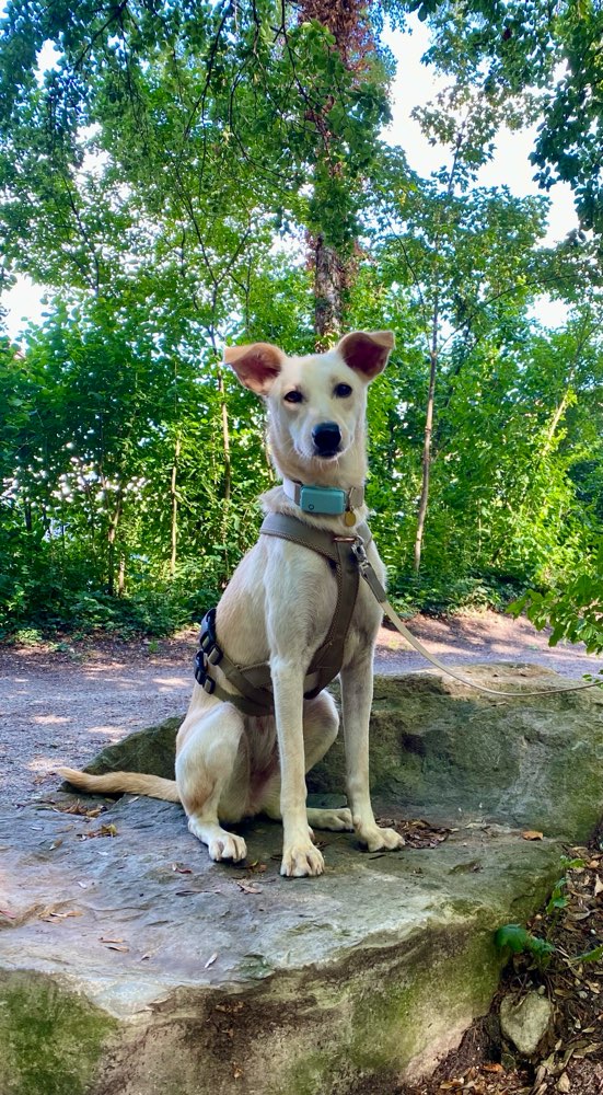 Hundetreffen-Social Walks in München, Moosach-Profilbild