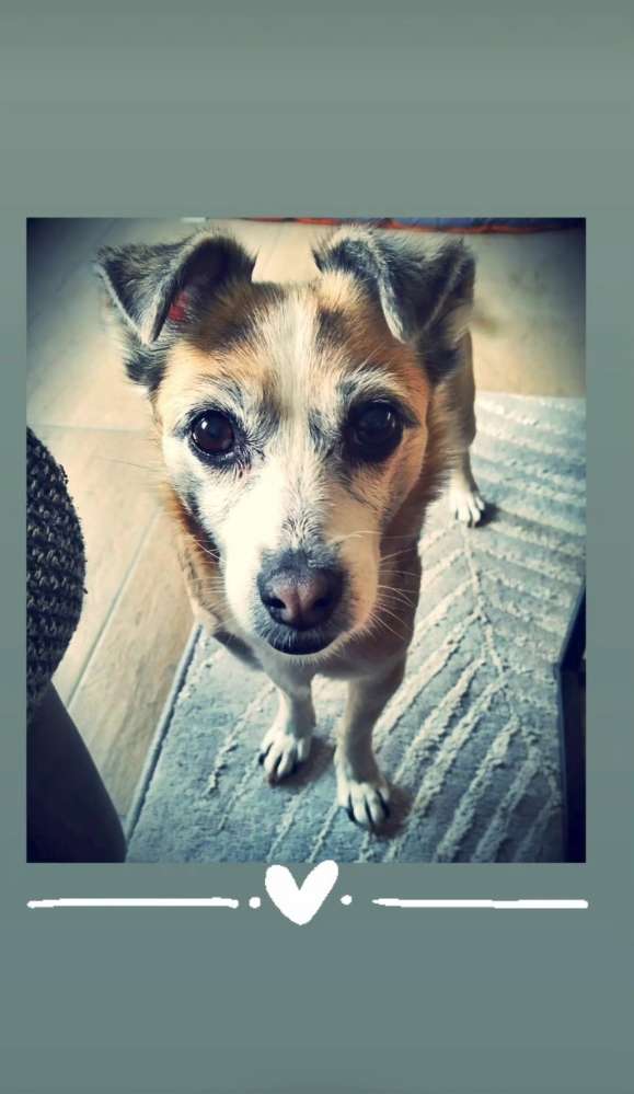 Hundetreffen-Begleitung für Spaziergänge gesucht-Profilbild