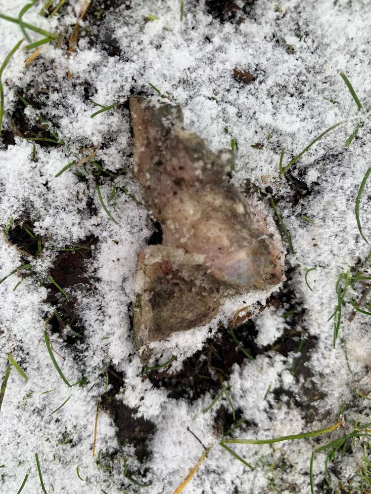 Giftköder-Verdächtige Fleischstücke-Profilbild