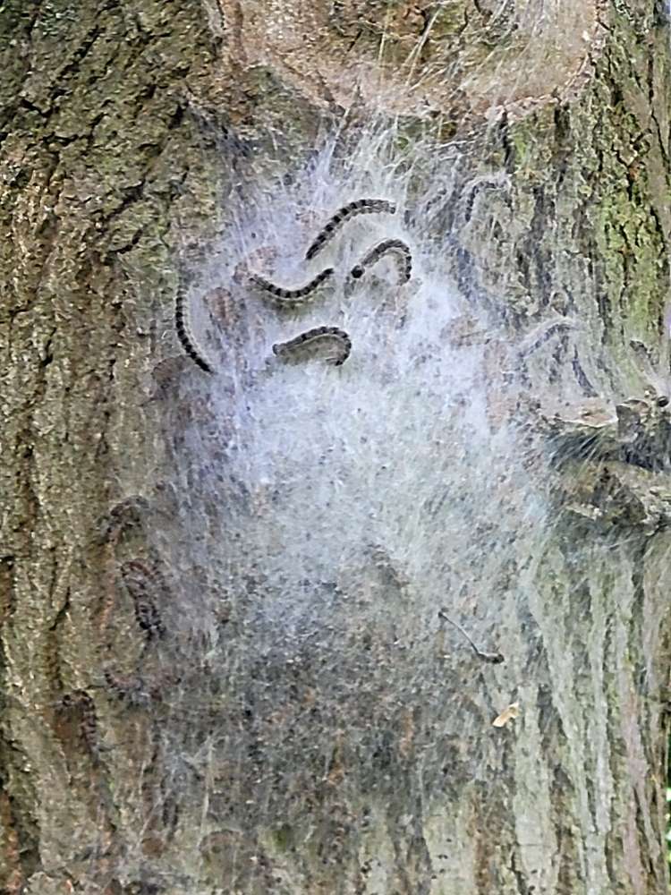 Giftköder-Eichen-Prozessionsspinner-Profilbild