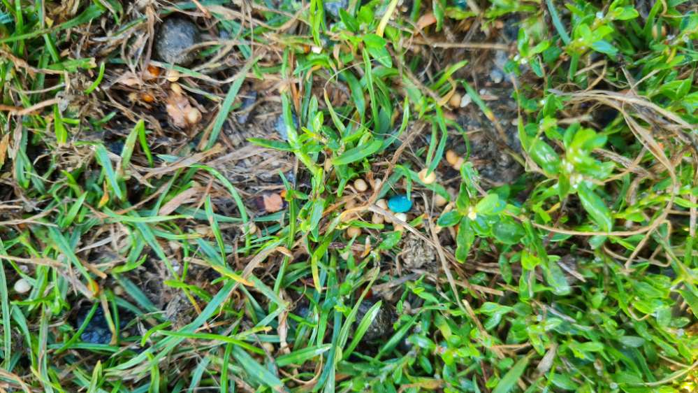 Giftköder-Verdacht auf Giftköder-Profilbild