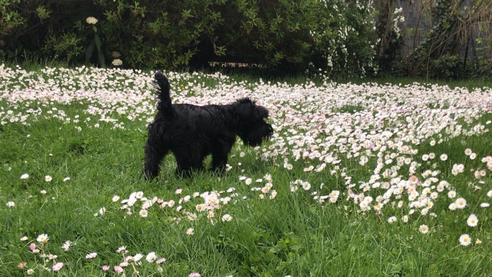 Hundetreffen-Gemeinsames Gassi gehen und sich nett unterhalten-Profilbild