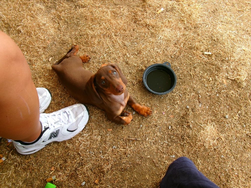 Hundetreffen-Spiel&Gassirunden-Profilbild