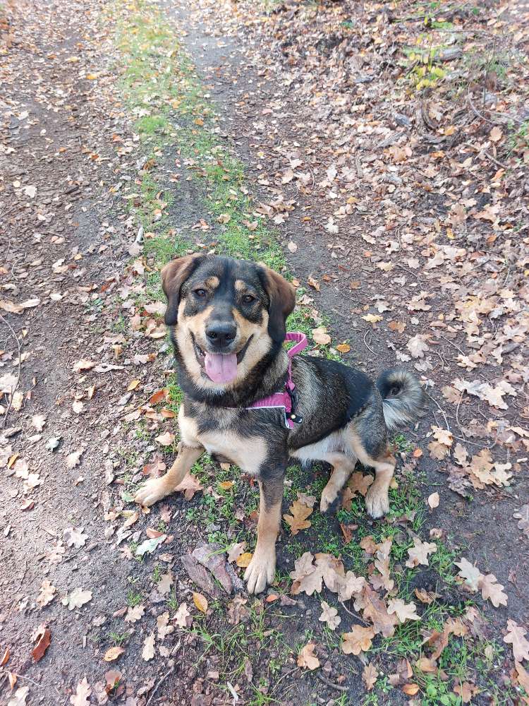 Hundetreffen-Hallo wer hat Lust sich ab und zu mal zum Spielen zu treffen ?-Profilbild