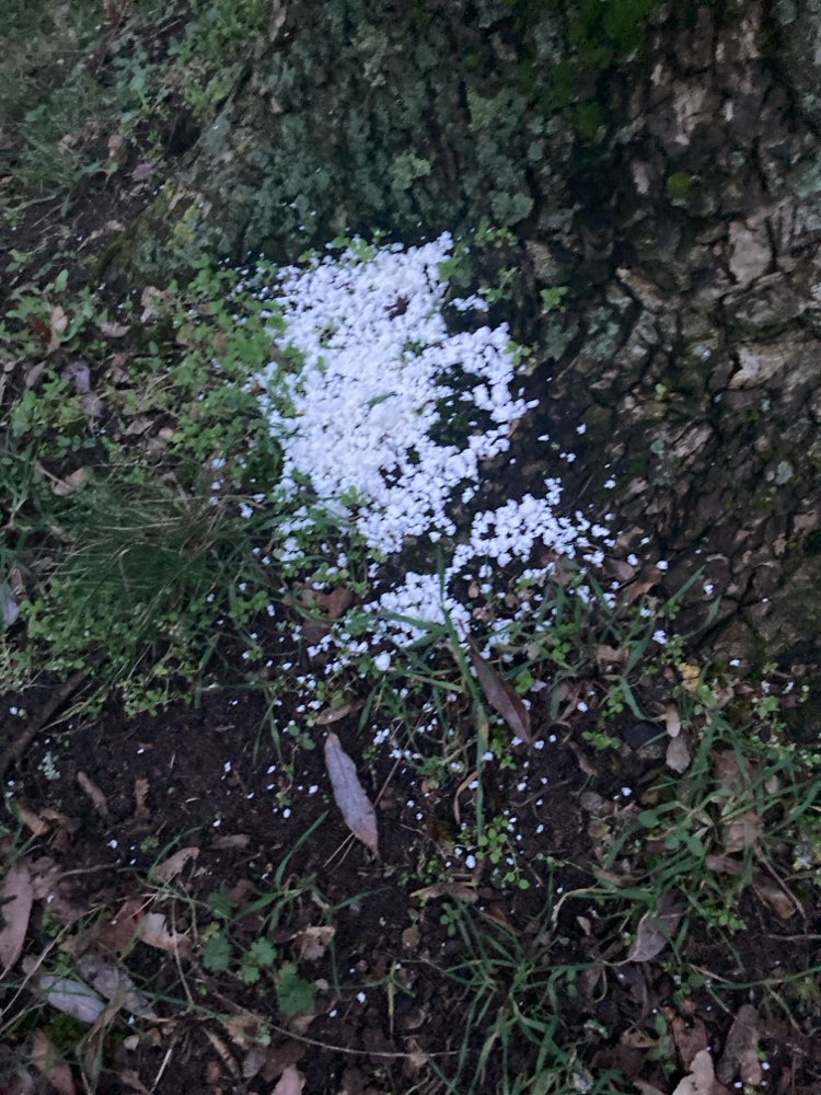 Giftköder-Eventuell Giftköder-Profilbild