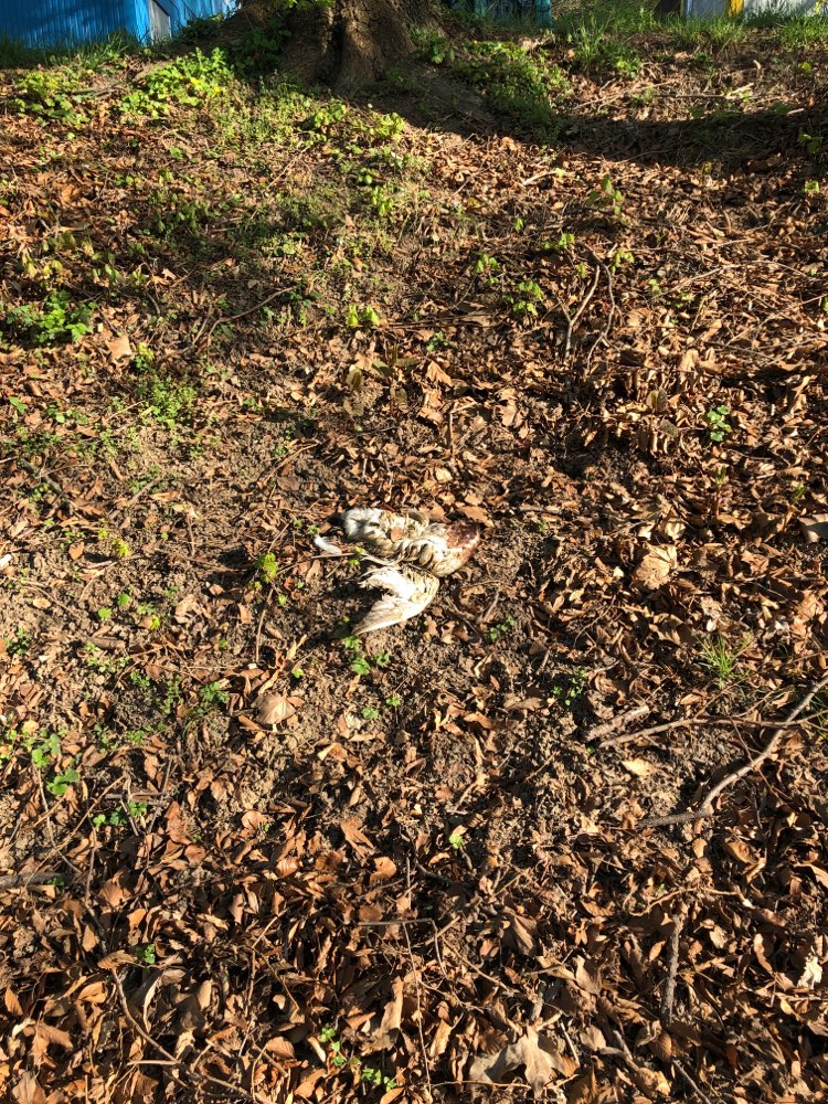 Giftköder-Tote Ente-Profilbild