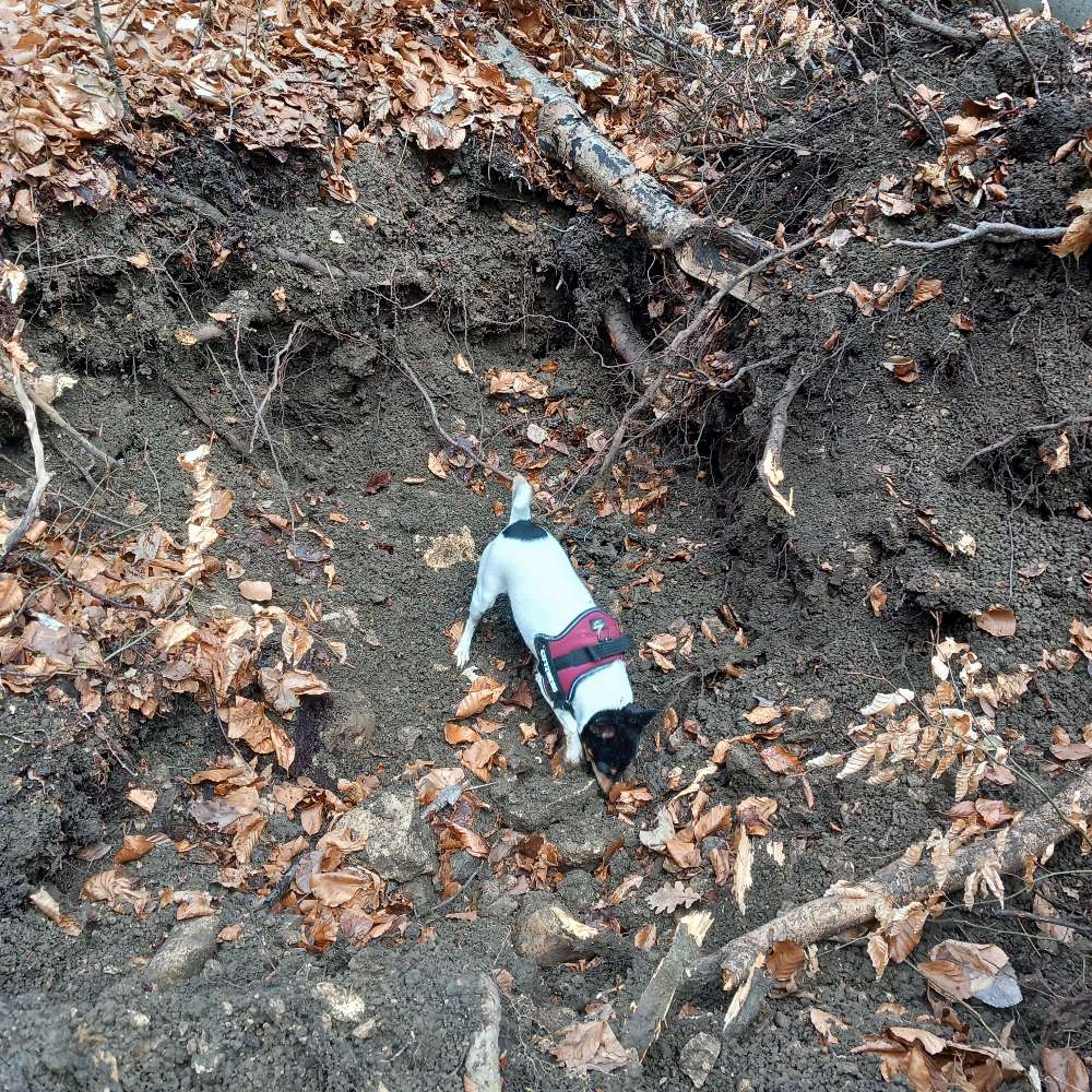 Hundetreffen-Entspannte gassie Runde oder eine schöne Wanderung-Profilbild