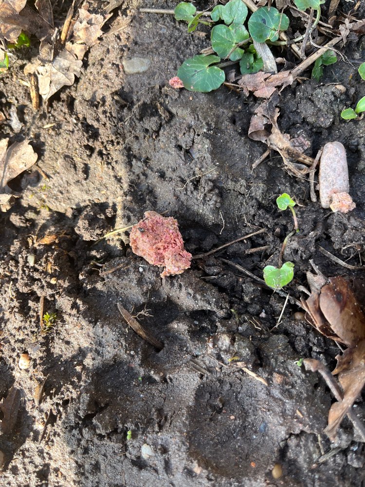 Giftköder-Evtl Giftköder im Wald in Knittelsheim-Profilbild