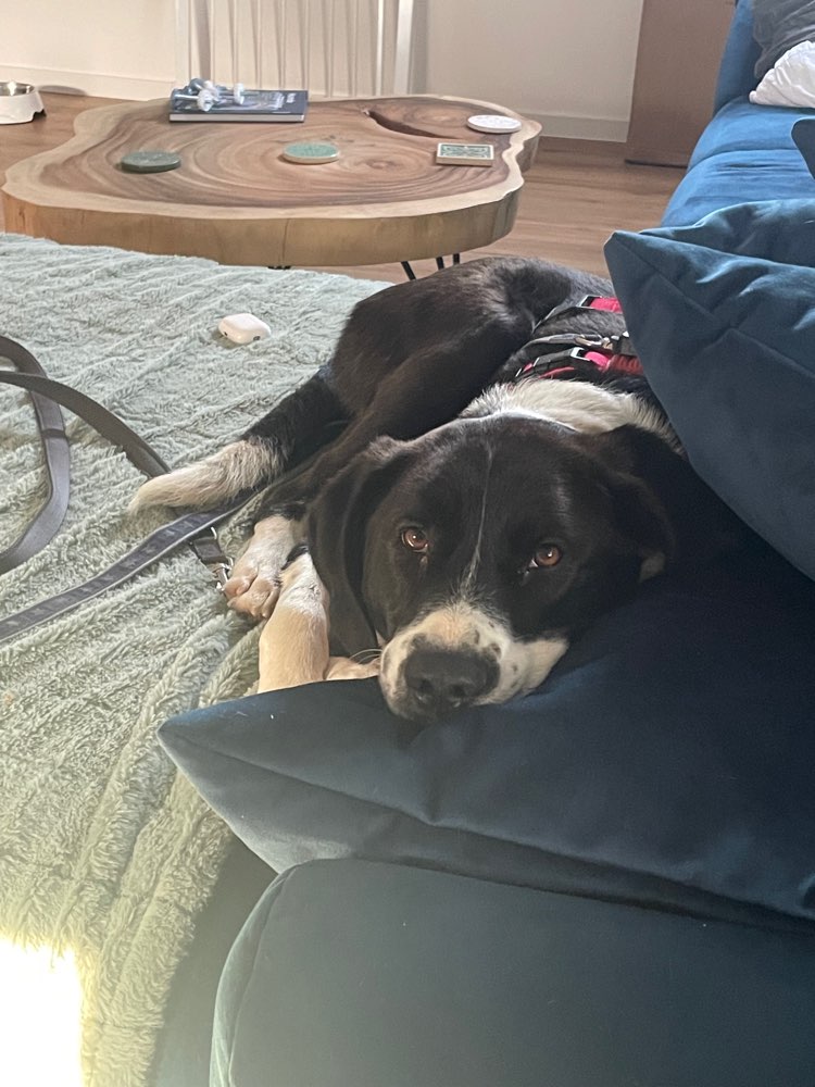 Hundetreffen-Spazier- und Spielrunde in Oberheinriet-Profilbild