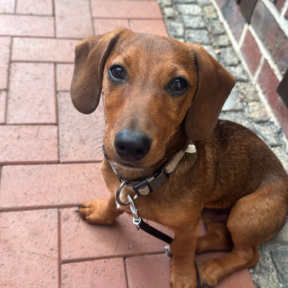 Hundetreffen-Spielen mit Willy dem Wiener-Profilbild