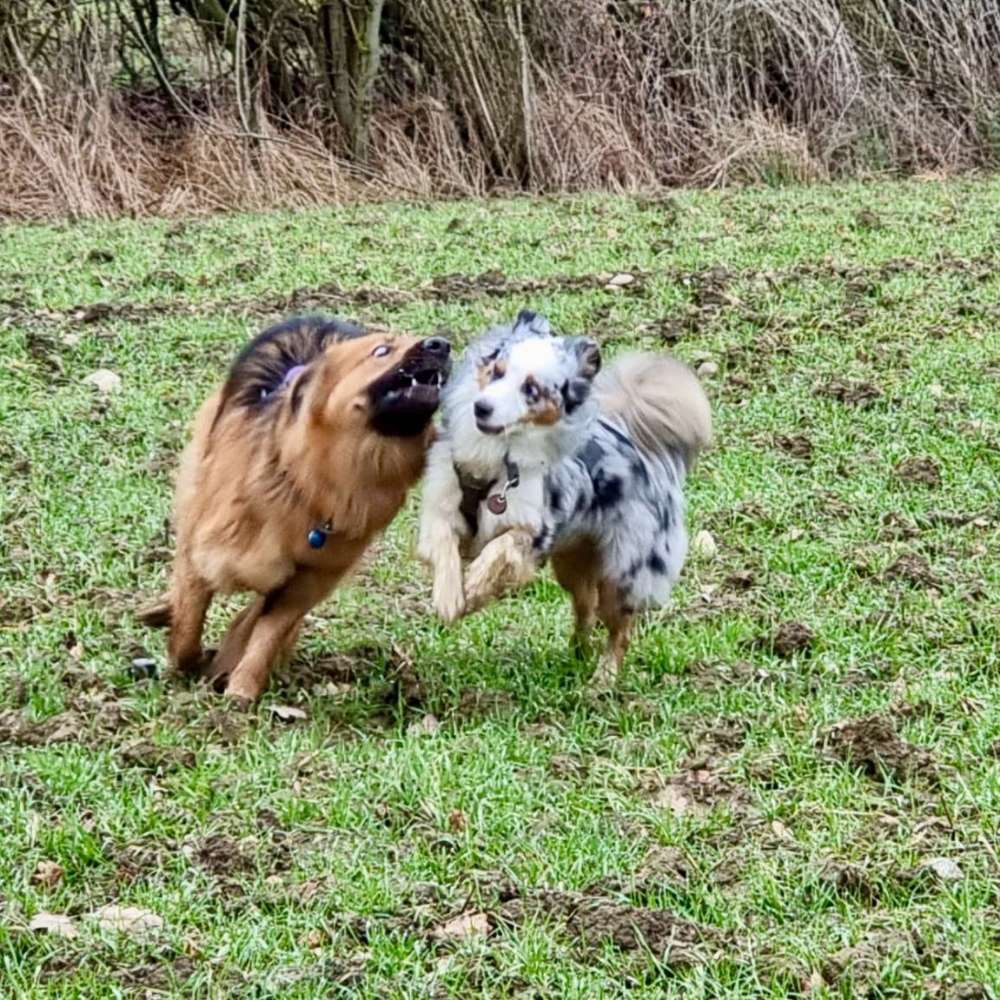 Hundetreffen-Social Walks und Spieltreffen in Braunschweig-Profilbild