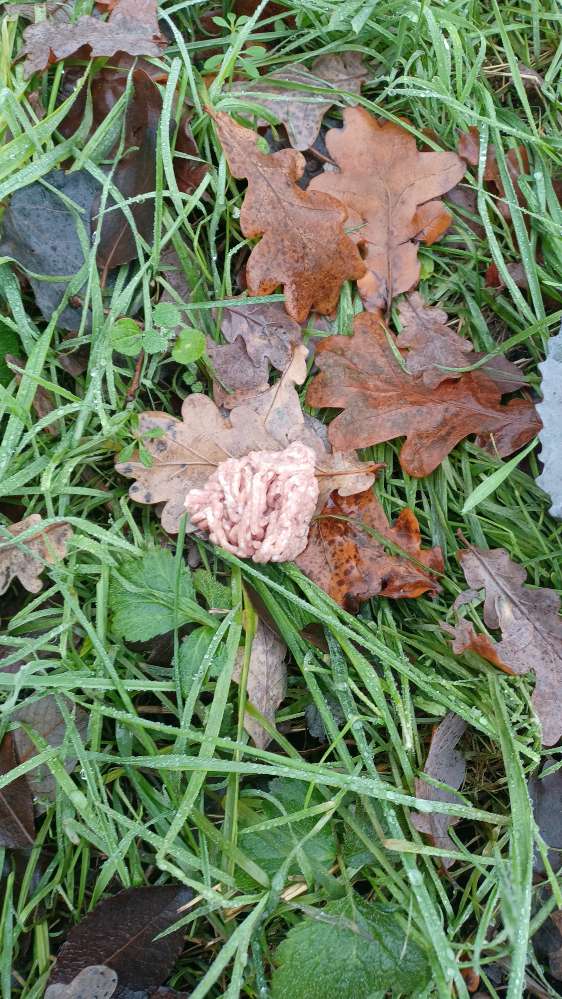 Giftköder-Möglicher Giftköder-Profilbild