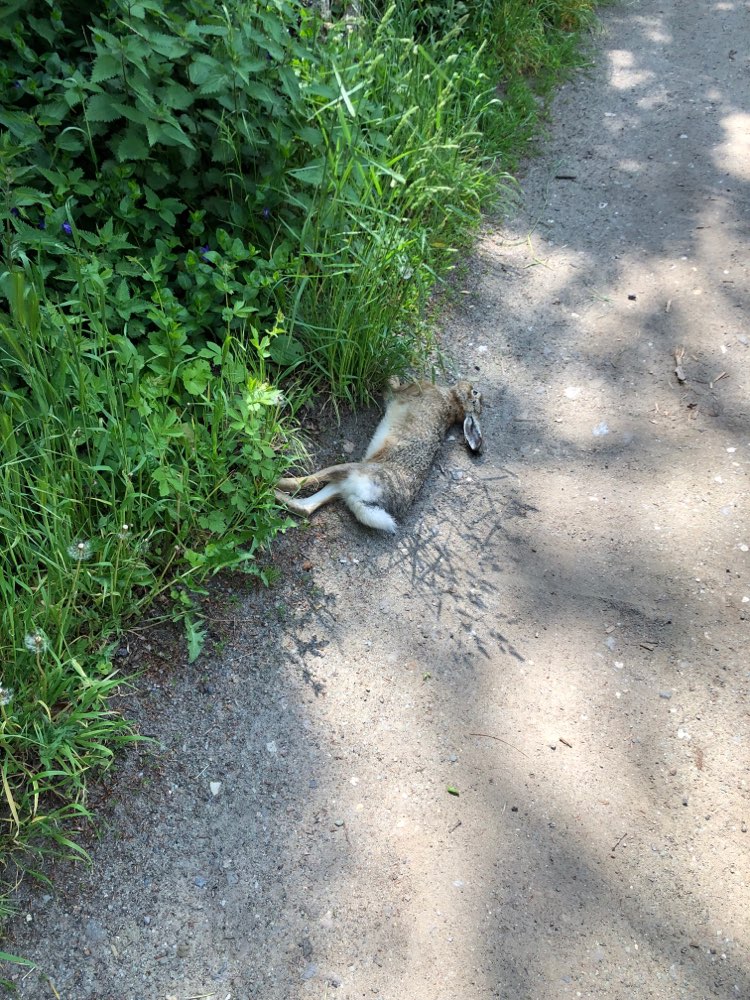 Giftköder-Tierkadaver-Profilbild