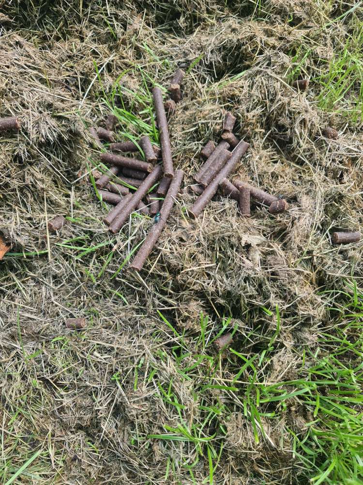 Giftköder-Hundesticks-Profilbild