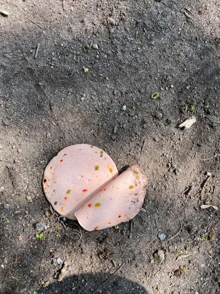 Giftköder-Wurstscheiben-Profilbild