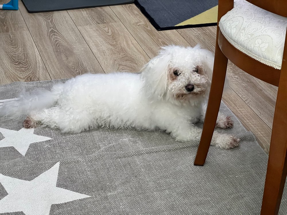 Hundetreffen-Playdate with Freddy-Profilbild