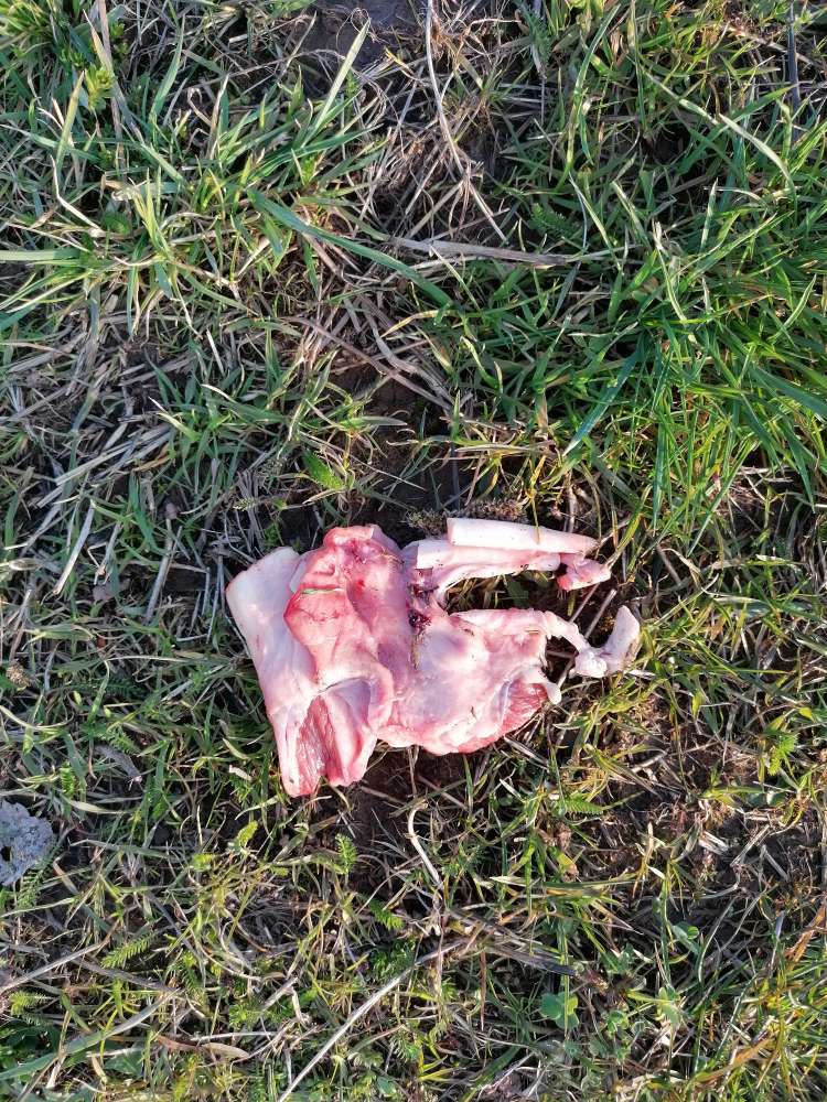 Giftköder-Rohes Fleisch in Wiebelskirchen gefunden-Profilbild