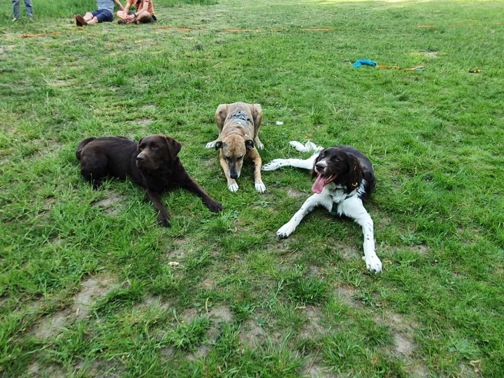 Hundetreffen-Spiel- und Spazierrunde für große verträgliche Hunde-Profilbild