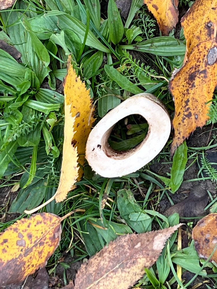 Giftköder-Knochenstück-Profilbild