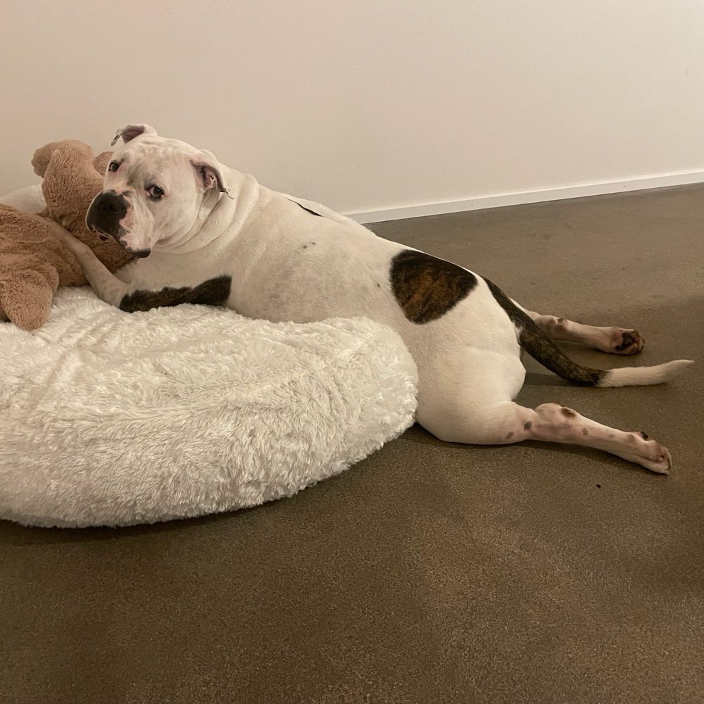 Hundetreffen-Gemeinsamer Spatziergang :)-Profilbild