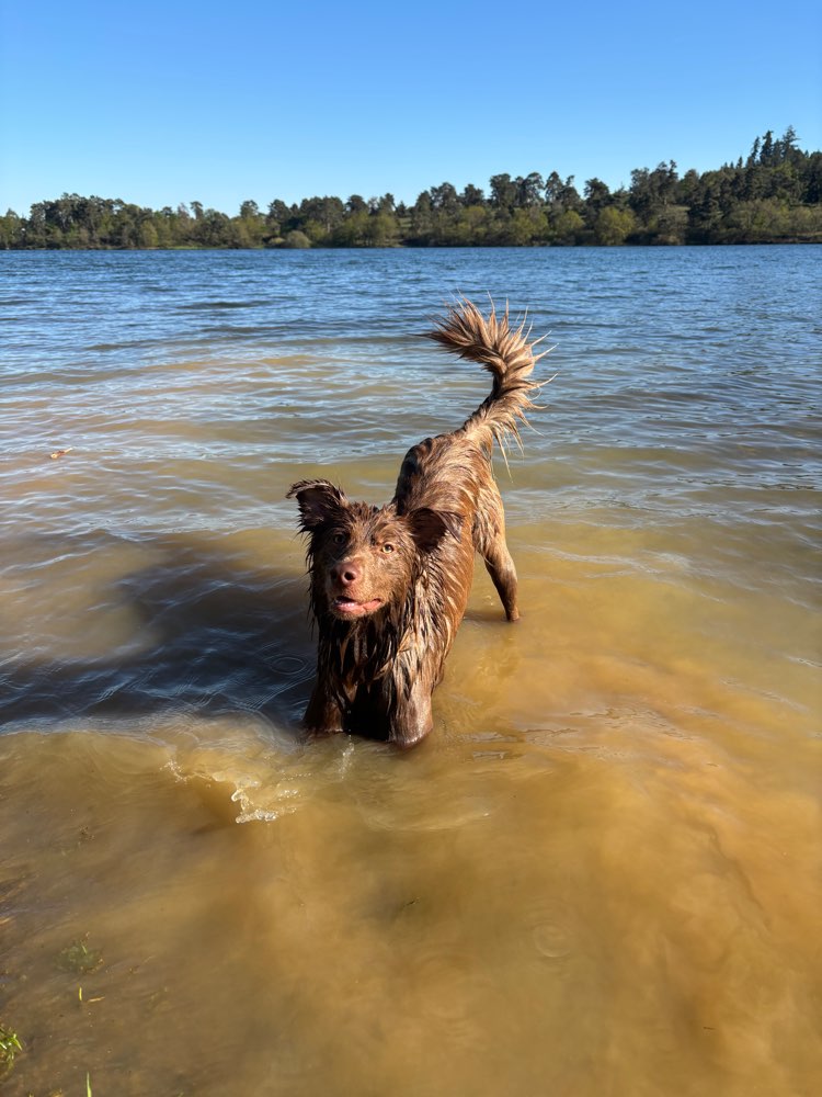 Hundetreffen-Hunderunde am Aartalsee♥️-Profilbild