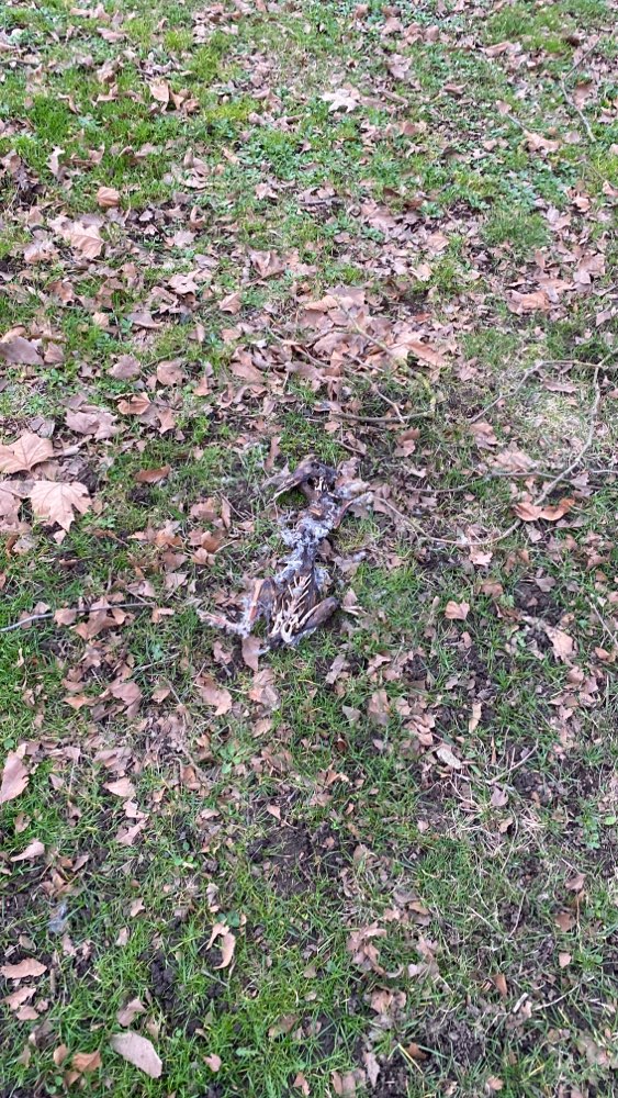 Giftköder-Tierkadaver-Profilbild