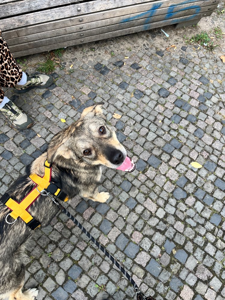 Hundetreffen-Walk & Playdate im Schillerpark/Rehberge (DE/EN)-Profilbild