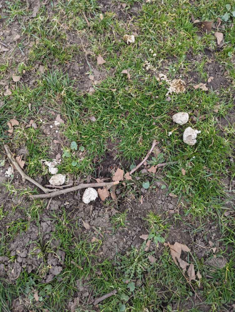 Giftköder-Mögliche Giftköder auf der Hundewiese-Profilbild