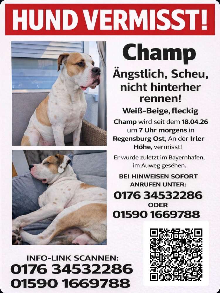 Suchmeldung-Champ-Profilbild