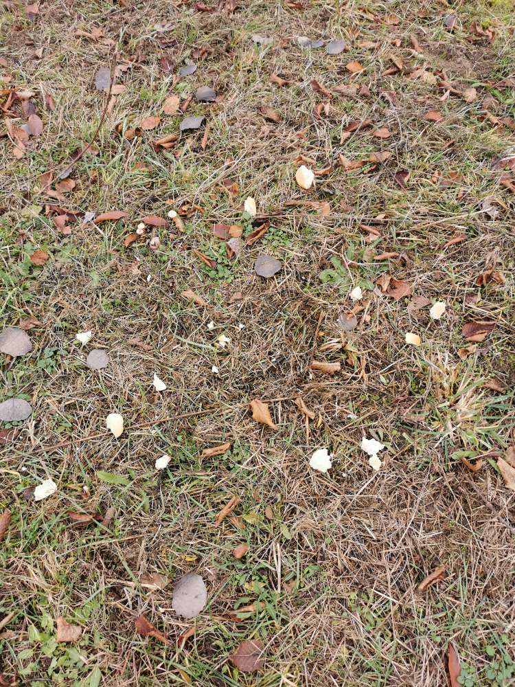 Giftköder-Weisbrot an verschiedenen Stellen-Profilbild