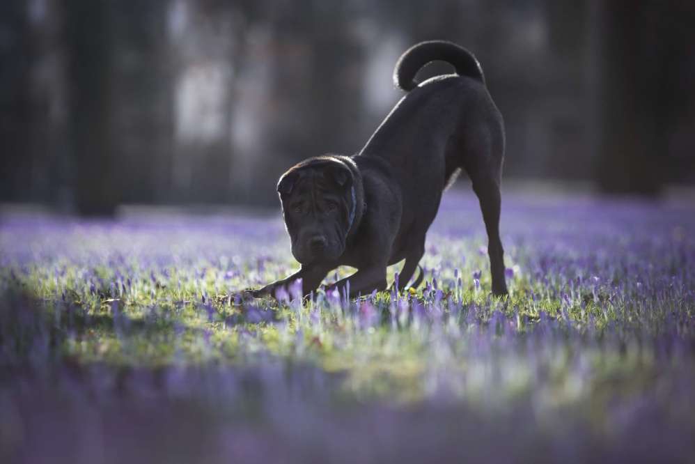 Hundetreffen-Suche souveräne Hunde für Social Walks-Profilbild